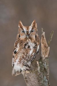 Steve Gettle - Eastern Screech Owl red morph, Howell Nature Center, Michigan