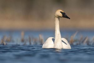 Steve Gettle - Trumpeter Swan swimming, Seney National Wildlife Refuge, Michigan