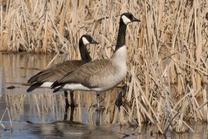 Steve Gettle - Canada Goose pair in frozen marsh, Kensington Metropark, Milford, Michigan