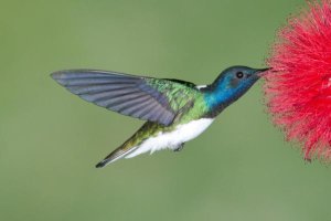 Steve Gettle - White-necked Jacobin hummingbird male feeding on flower nectar, Costa Rica