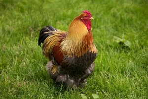 Gerard Lacz - Domestic Chicken, Partridge Brahma, cockerel, standing on grass