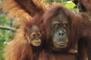 Thomas Marent - Sumatran Orangutan mother with young, Gunung Leuser National Park, northern Sumatra, Indonesia