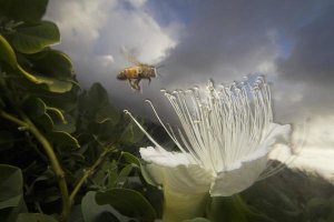 Mark Moffett - Honey Bee approaching rare Maiapilo flower, Kauai, Hawaii