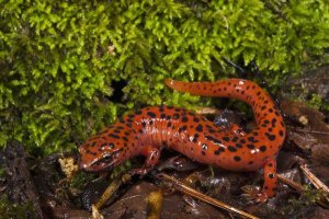 Pete Oxford - Red Salamander, native to the southeastern United States