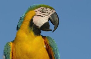 Pete Oxford - Blue and Yellow Macaw portrait, native to Amazon rainforest, South America