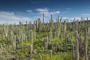 Pete Oxford - Pitayo de Mayo cacti, Washington Slagbaai National Park, Bonaire, Netherlands Antilles, Caribbean