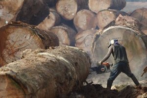 Cyril Ruoso - Logger cutting tree trunk, Cameroon