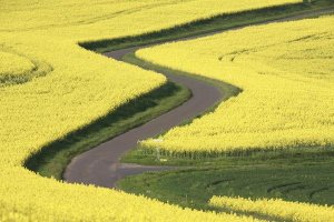 Cyril Ruoso - Field Mustard fields and road, France