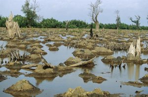 Cyril Ruoso - Mangrove in Mahakam Delta 80% destroyed in 2001 because of tiger shrimp farm, East Kalimantan, Indonesia