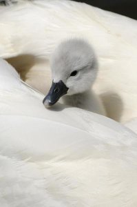 Malcolm Schuyl - Mute Swan cygnet, on back of adult female, Abbotsbury, Dorset, England