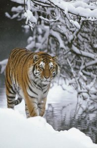 Konrad Wothe - Siberian Tiger walking in snow, Siberian Tiger Park, Harbin, China
