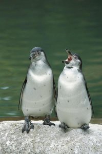 Konrad Wothe - Humboldt Penguin two chicks with one calling, range into Chile and Peru