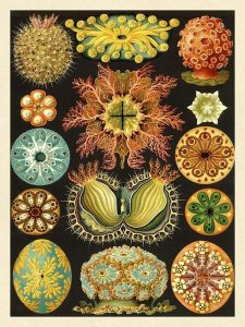 Ernst Haeckel - Haeckel Nature Illustrations: Ascidiae