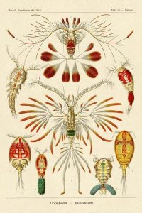 Ernst Haeckel - Haeckel Nature Illustrations: Crustaceans