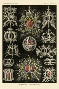 Ernst Haeckel - Haeckel Nature Illustrations: Stephoidea