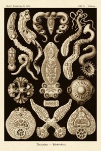 Ernst Haeckel - Haeckel Nature Illustrations: Flatworms - Sepia Tint