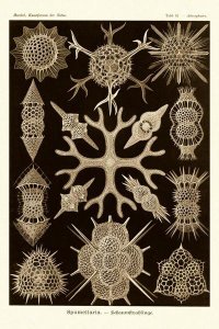 Ernst Haeckel - Haeckel Nature Illustrations: Spumellaria - Sepia Tint