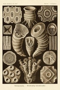 Ernst Haeckel - Haeckel Nature Illustrations: Tetracoralla, Coral - Sepia Tint