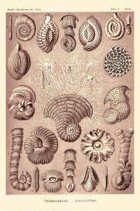Ernst Haeckel - Haeckel Nature Illustrations: Talamophora, Formanifera, Rhisopods - Rose Tint