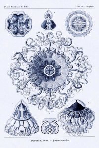 Ernst Haeckel - Haeckel Nature Illustrations: Polycytaria Radiolaria - Dark Blue Tint