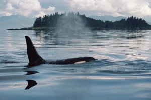 Flip Nicklin - Orca surfacing, Johnstone Strait, British Columbia, Canada