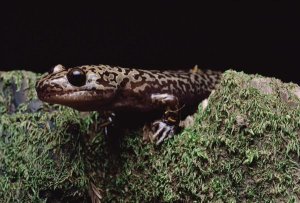 Larry Minden - Pacific Giant Salamander on mossy rock, central California
