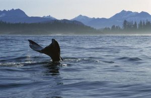 Flip Nicklin - Gray Whale tail, Clayoquot Sound, Vancouver Island, Canada