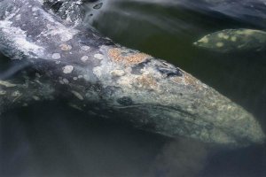 Flip Nicklin - Gray Whale filter feeding, Clayoquot Sound, Vancouver Island, Canada