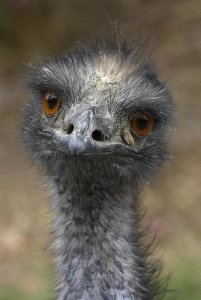 San Diego Zoo - Emu portrait, native to Australia