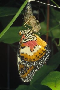 Mark Moffett - Malay Lacewing butterfly emerging from cocoon, Malaysia