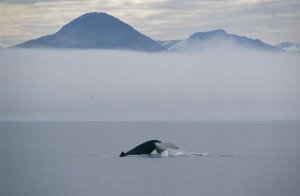 Flip Nicklin - Humpback Whale tail, Southeast Alaska