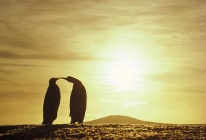 Tui De Roy - King Penguins and austral summer sunset, Volunteer Point, Falkland Islands