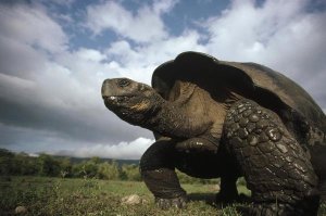 Tui De Roy - Galapagos Giant Tortoise male, Alcedo Volcano, Galapagos Islands, Ecuador