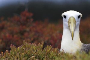 Tui De Roy - Waved Albatross portrait, Galapagos Islands, Ecuador