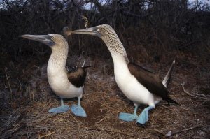 Tui De Roy - Blue-footed Booby pair courting,  Galapagos Islands, Ecuador