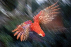 Tui De Roy - Scarlet Macaw flying in rainforest canopy, Peruvian Amazon, Peru