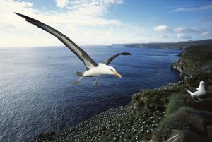 Tui De Roy - Campbell Albatross coming in to land, Campbell Island, New Zealand