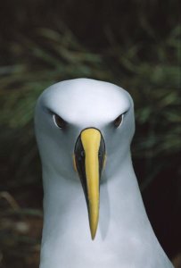 Tui De Roy - Buller's Albatross, Snares Islands, New Zealand