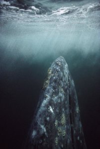 Tui De Roy - Gray Whale in breeding lagoon, Magdalena Bay, Baja California, Mexico