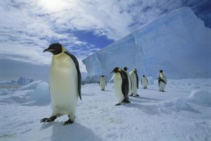 Tui De Roy - Emperor Penguin crossing sea ice to colony, Ekstrom Ice Shelf, Antarctica