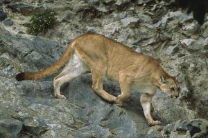 Tui De Roy - Mountain Lion crossing rocky terrain