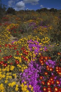Tui De Roy - Dewflowers and other blooms, Little Karoo, South Africa