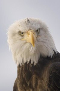 Michael Quinton - Bald Eagle portrait, Alaska