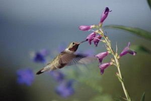 Tim Fitzharris - Broad-tailed Hummingbird feeding on flowers, New Mexico