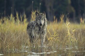 Tim Fitzharris - Timber Wolf pauses while walking through lake, Montana