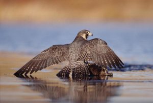 Tim Fitzharris - Peregrine Falcon standing over prey, North America
