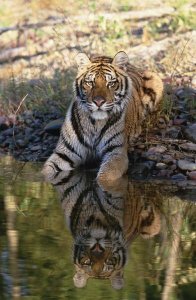 Tim Fitzharris - Siberian Tiger resting along water's edge