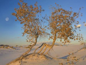 Tim Fitzharris - Fremont Cottonwood trees, White Sands National Monument, New Mexico