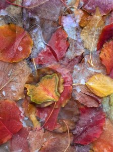 Tim Fitzharris - Fallen autumn colored Aspen leaves frozen on the ground