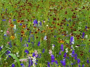 Tim Fitzharris - Delphinium and Mexican Hat flowers in meadow, North America
